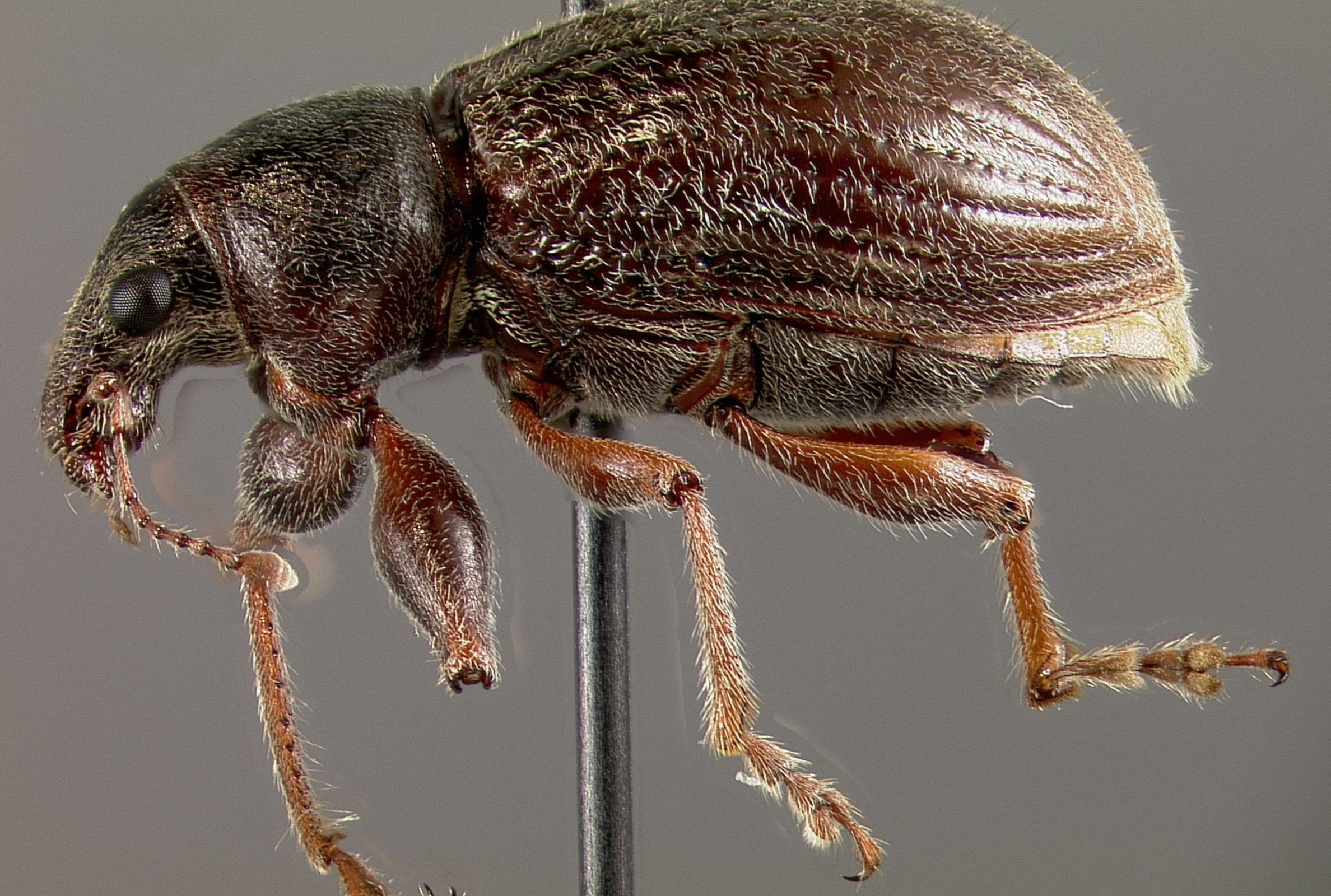 Espécimen montado de Galapaganus vandykei. Foto: A. Sequeira.